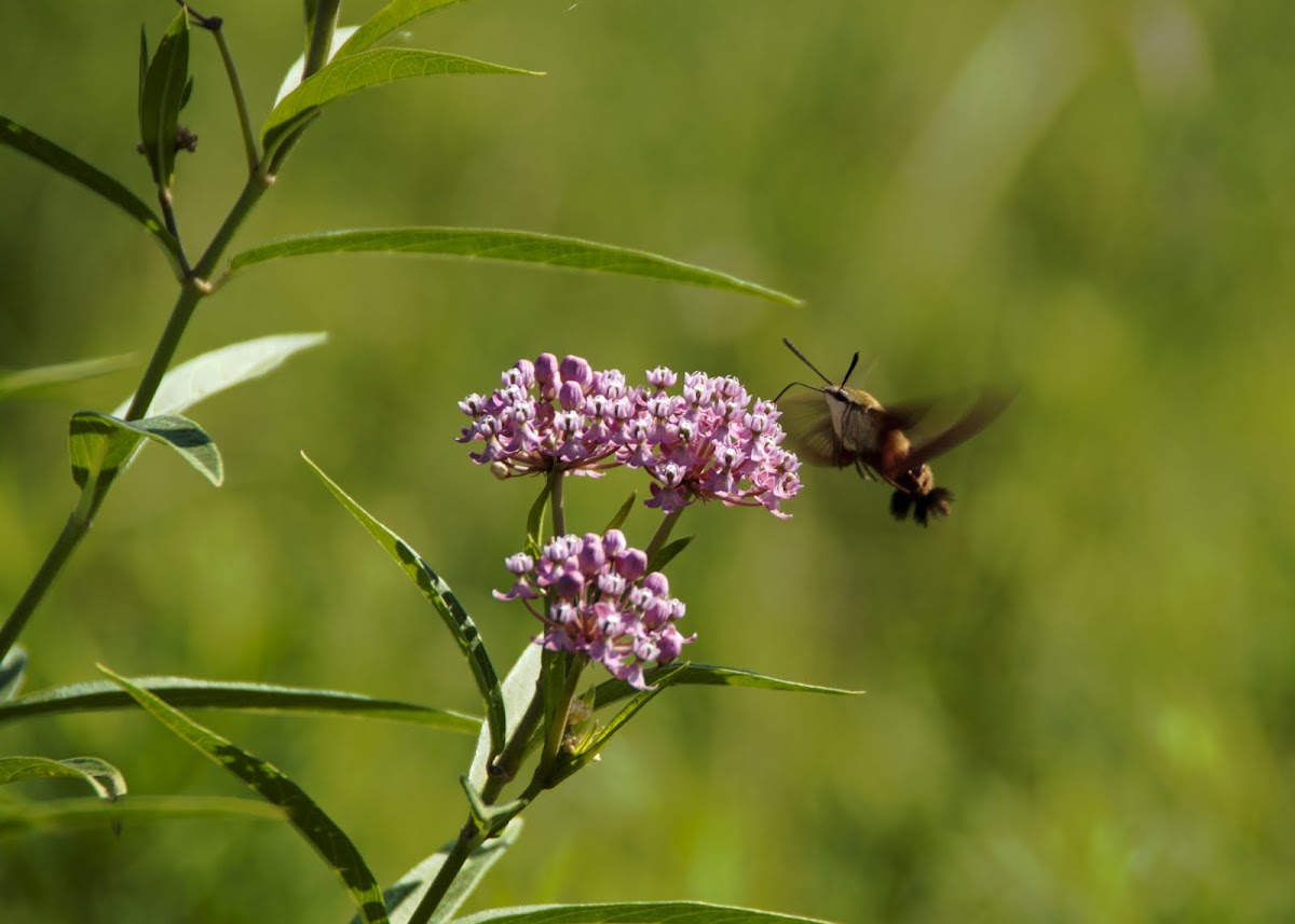 Hummingbird Moth and Swamp Milkweed