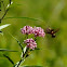 Hummingbird Moth and Swamp Milkweed