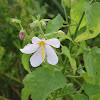 Swamp Rosemallow