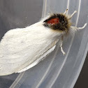 Long-tailed Bombyx Moth