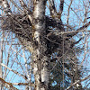 Red-tailed Hawk (nest)