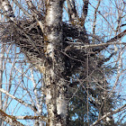 Red-tailed Hawk (nest)