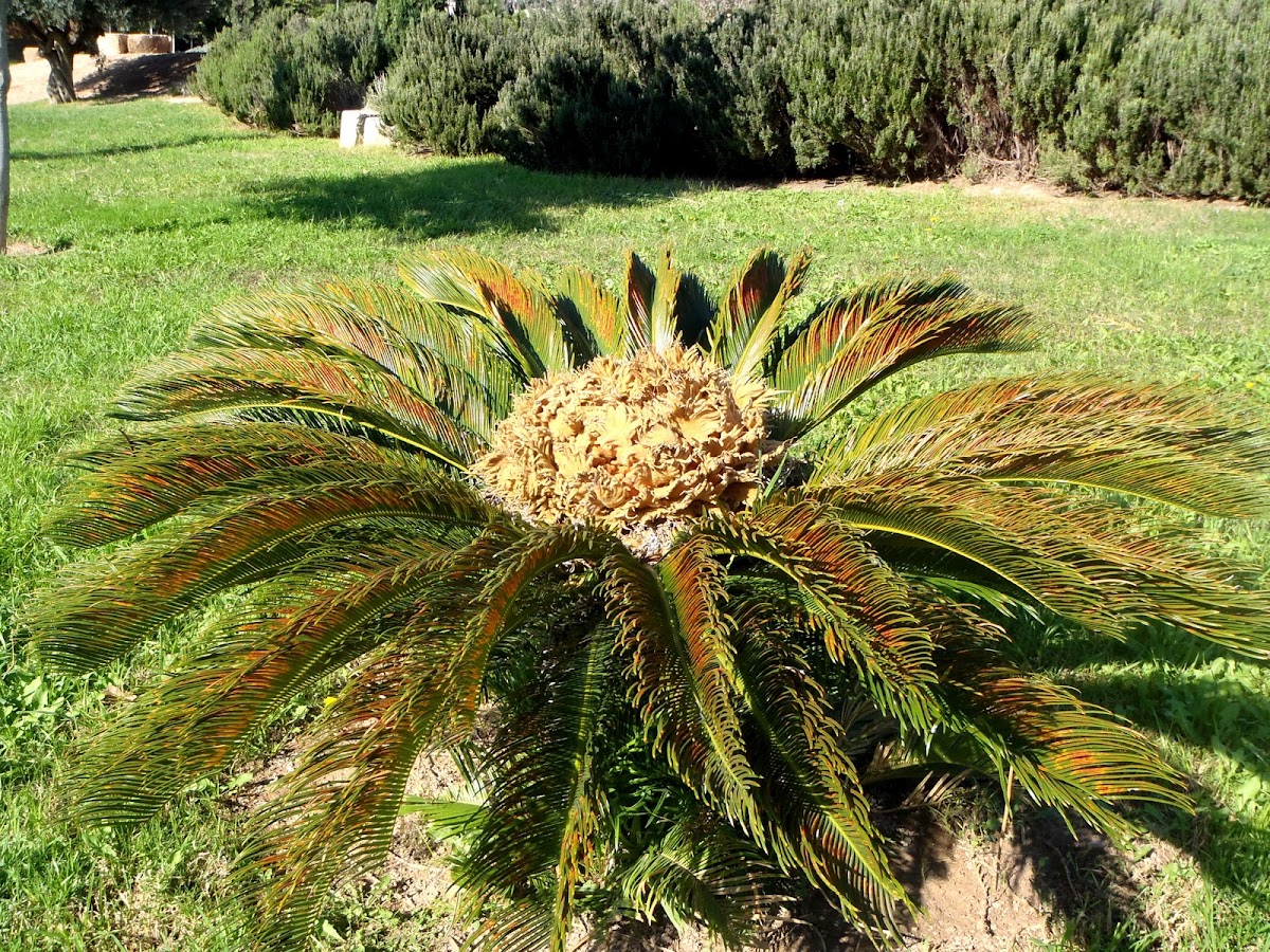 Cica, Falsa palmera (hembra)