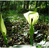 Aro. Jack in the pulpit