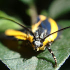 Notodontid moth