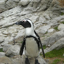 African Penguin