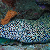 Honeycomb moray eel