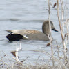 Gadwall