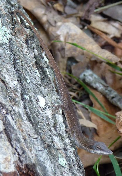 Green Anole | Project Noah