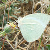 Mottled Butterfly