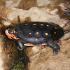 Spotted Turtle (baby)