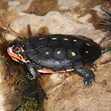 Spotted Turtle (baby)