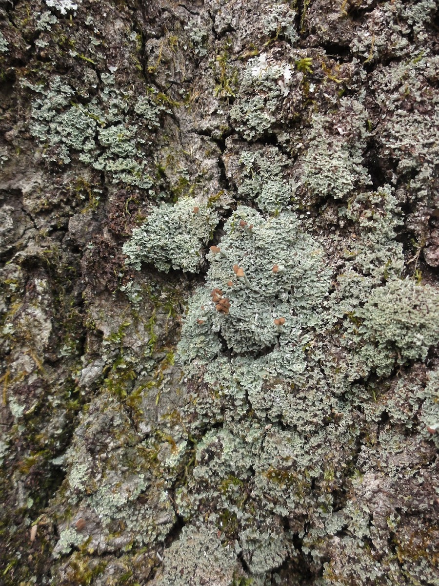 Peg Lichen