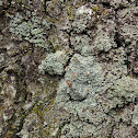 Peg Lichen