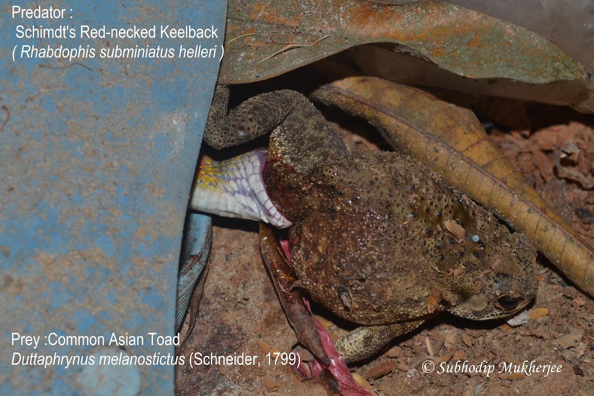 Red- Necked Keelback, Common Asian Toad