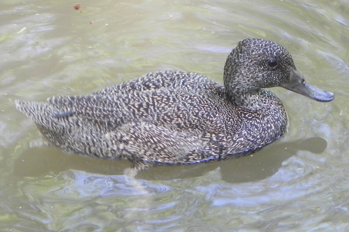 Freckled Duck (Female)