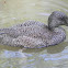 Freckled Duck (Female)