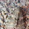 Red Underwing