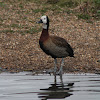 White-faced Whistling Duck