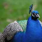 Indian Peafowl - Peacock