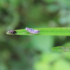 Exuvia (Dragonfly Larva Shell)