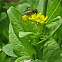 Western honey bee, European honey bee