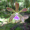 Florida Butterfly Orchid