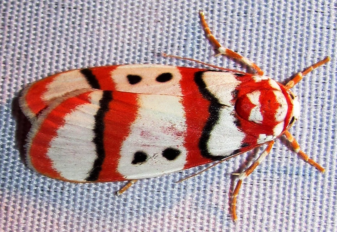 Erebidae, Arctiidae