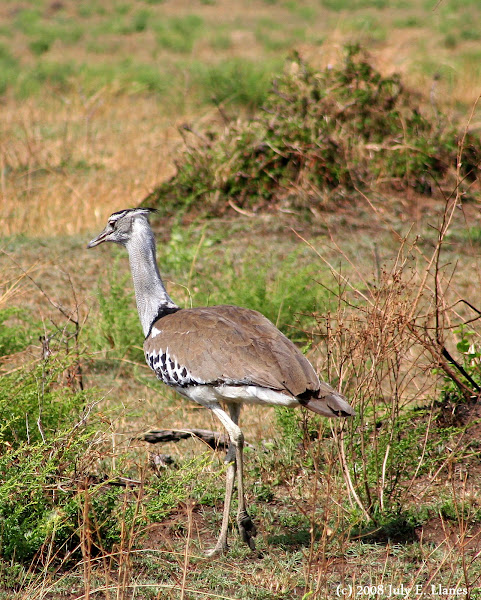 Kori Bustard | Project Noah