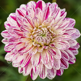 Daisy by Merina Tjen - Lim - Flowers Single Flower