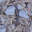 Ground Skink