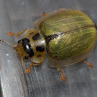 Eucalyptus leaf beetle