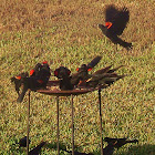 Red Winged Blackbird