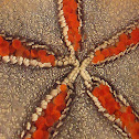 Cortez Sea Starfish