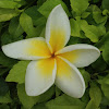 Frangipani (yellow)