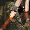 mangrove tree crab