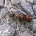 Red and Black Ant carrying Ant