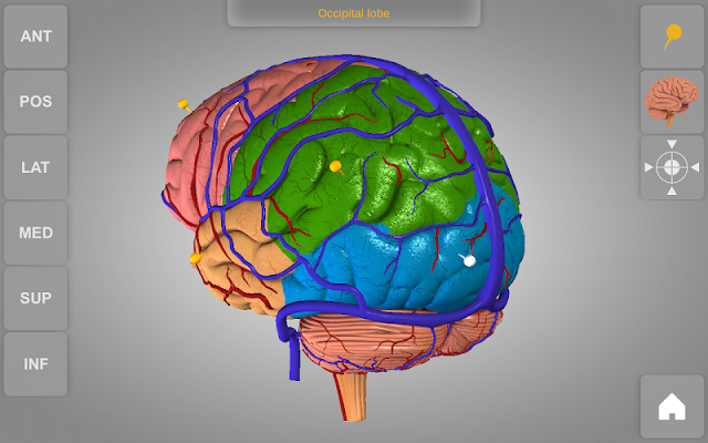 Приложение brain. 3д анатомия головного мозга. Головной мозг 3д атлас.