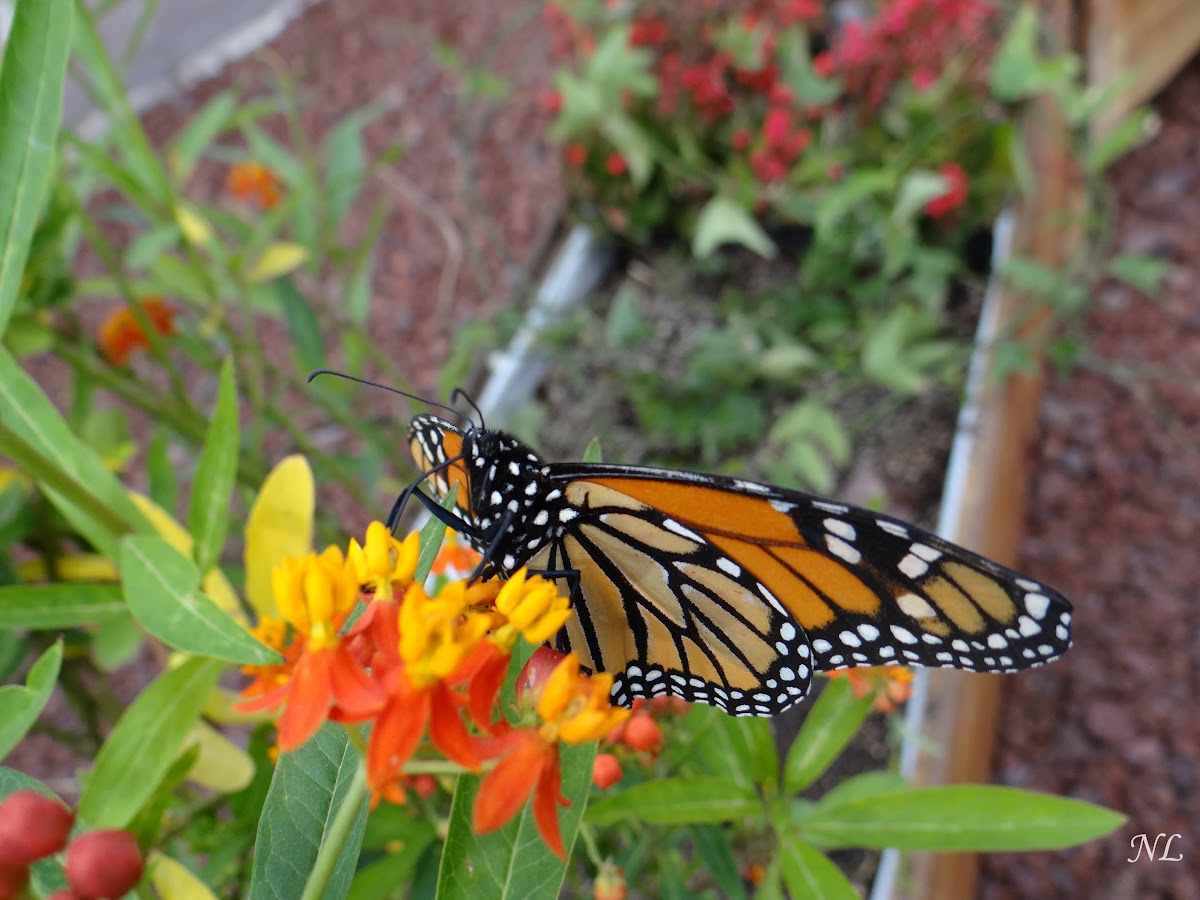 Monarch Butterfly