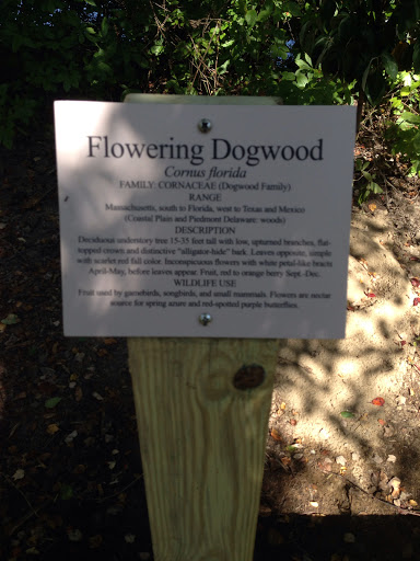Flowering Dogwood Example
