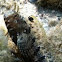 Tentacled blenny