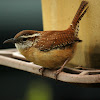 Carolina Wren