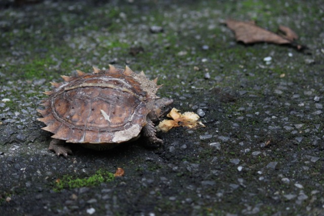 Spiny Turtle