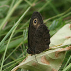 Common Wood-nymph