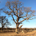 Oak Tree