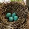 American Robin Eggs