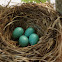American Robin Eggs