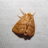 Inverted Y Slug Moth