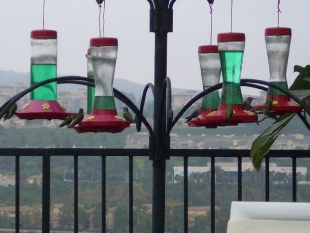 Hummingbirds (assorted)
