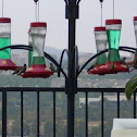 Hummingbirds (assorted)